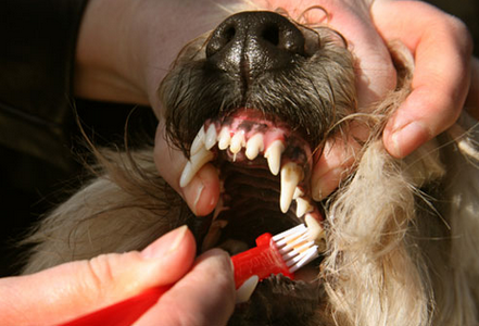 как почистить зубы собаке